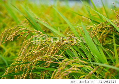Rice. A large area of rice seedlings growing in the fields of Korea. Rice. A large area of rice seedlings growing in the fields of Korea. 131263151