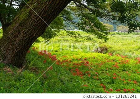 Red spider lilies blooming on the banks of the Asahikawa River, Maniwa City, Okayama Prefecture 131263241