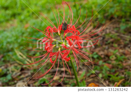 岡山縣真庭市，臭蟲在紅花上棲息 131263242