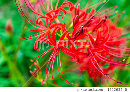 Red spider lilies blooming in Kawahigashi Park, Maniwa City, Okayama Prefecture Red spider lilies blooming in Kawahigashi Park, Maniwa City, Okayama Prefecture 131263246