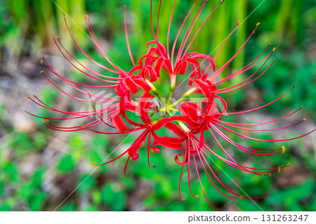 Red spider lilies blooming in Kawahigashi Park, Maniwa City, Okayama Prefecture Red spider lilies blooming in Kawahigashi Park, Maniwa City, Okayama Prefecture 131263247