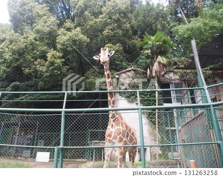 Giraffe looking at me 131263258