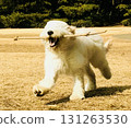 A large white dog puppy running energetically with a stick in its mouth 131263530