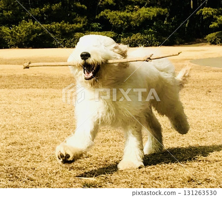 A large white dog puppy running energetically with a stick in its mouth 131263530