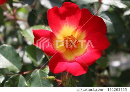 A single-flowered rose with a beautiful contrast of red and yellow A single-flowered rose with a beautiful contrast of red and yellow 131263533