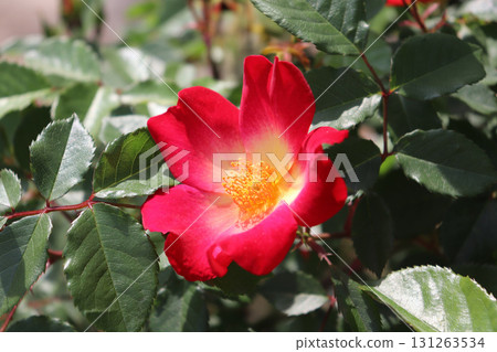A single-flowered rose with a beautiful contrast of red and yellow 131263534