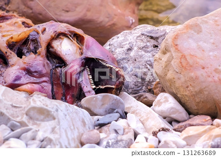 Dead decaying corpse of Dolphin on the sea coast among the rocks, closeup view. 131263689