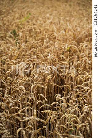 Golden ripe wheat field landscape with dense grain ears ready for summer harvest Golden ripe wheat field landscape with dense grain ears ready for summer harvest 131264241