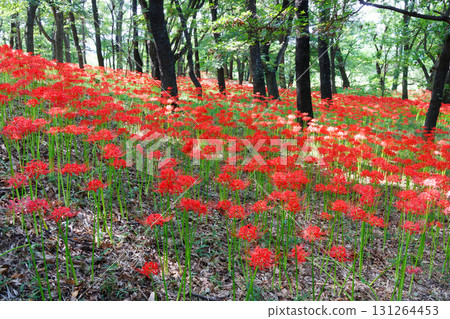 Cluster amaryllis in full bloom 131264453