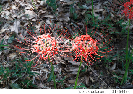 Cluster amaryllis in full bloom Cluster amaryllis in full bloom 131264454