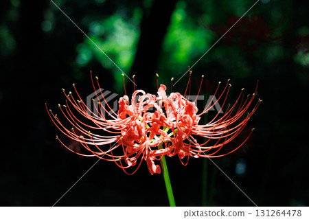 Cluster amaryllis in full bloom 131264478