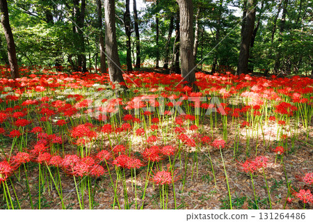 Cluster amaryllis in full bloom Cluster amaryllis in full bloom 131264486