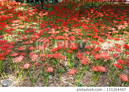 Cluster amaryllis in full bloom 131264487