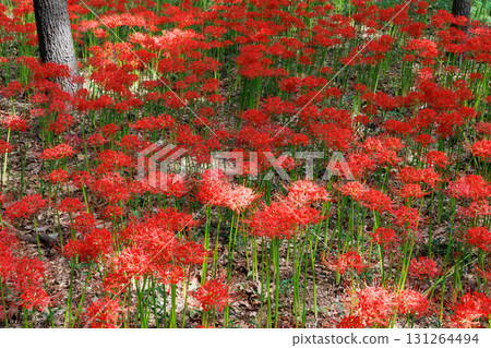 盛開的Higanbana 盛開的Higanbana 131264494
