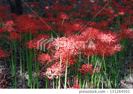 Cluster amaryllis in full bloom Cluster amaryllis in full bloom 131264501