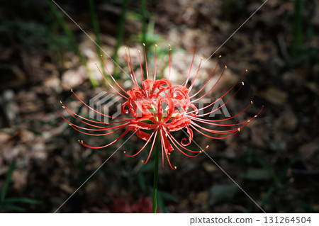 Cluster amaryllis in full bloom 131264504