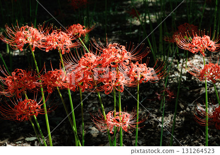 盛開的Higanbana 131264523