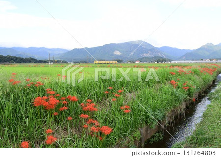 紅色的彼岸花為秋天增添色彩（三義鐵道） 131264803