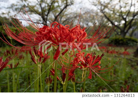秋天，在巾著田的樹蔭下，鮮紅色的彼岸花盛開。 131264813