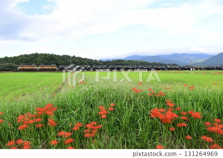 紅色的彼岸花為秋天增添色彩（桑吉鐵路貨運列車） 131264969