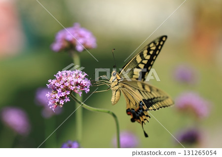Swallowtail and Verbena machaon 10 Swallowtail and Verbena machaon 10 131265054