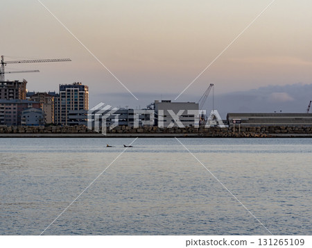 Dolphins Swimming by Gibraltar Harbor with Skyscraper Construction 131265109
