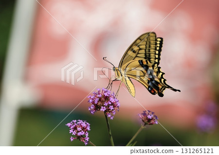 Swallowtail butterfly and Verbena japonica ❺ Swallowtail butterfly and Verbena japonica ❺ 131265121