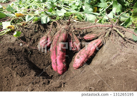 Digging sweet potatoes 131265195