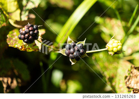Ripe Wild Blackberries Growing in Alpine Forest Nature. 131265263