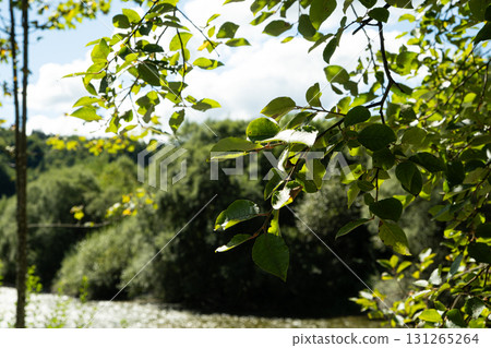 Lovely green natural background, tree leaves on forest and river background in the distance 131265264
