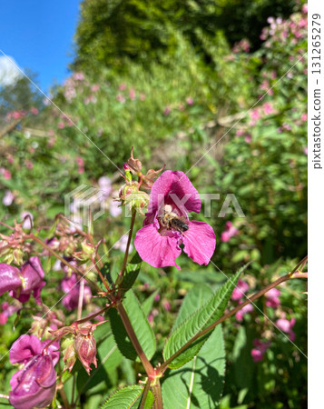 Alpine Woodland with Wild Balsam Flowers, Scenic Nature Background Alpine Woodland with Wild Balsam Flowers, Scenic Nature Background 131265279