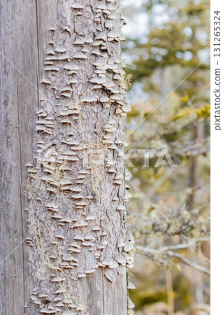 Chrysanthemum fungus Chrysanthemum fungus 131265324