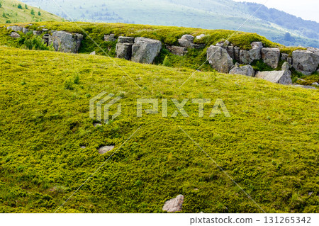 green alpine highlands of ukraine on a sunny day. carpathian mountain landscape in summer. beautiful view of rolling hills and lush grassy meadow. nature scenery of idyllic alps in dappled light green alpine highlands of ukraine on a sunny day. carpathian mountain landscape in summer. beautiful view of rolling hills and lush grassy meadow. nature scenery of idyllic alps in dappled light 131265342