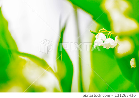 Lily of the valley Lily of the valley 131265430