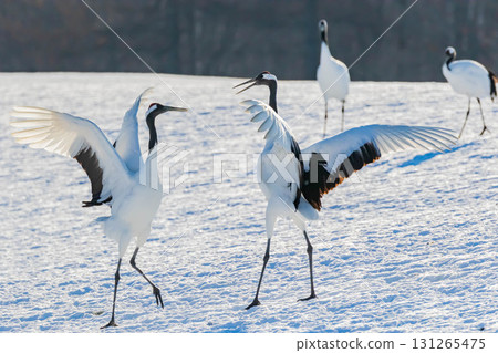 Cranes dancing Cranes dancing 131265475