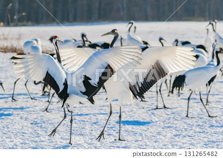 Cranes dancing Cranes dancing 131265482