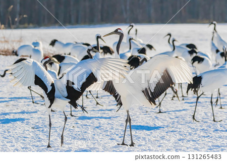 Cranes dancing Cranes dancing 131265483