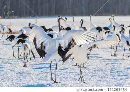 Cranes dancing 131265484