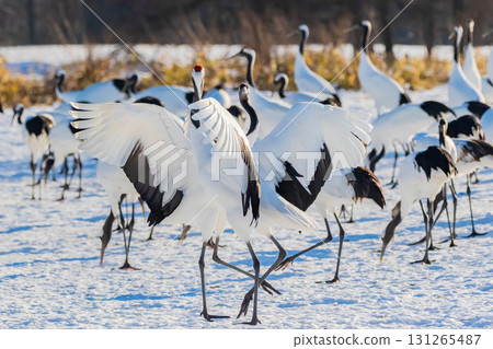 Cranes dancing 131265487
