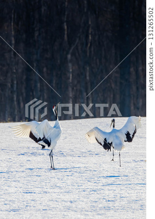Cranes dancing 131265502