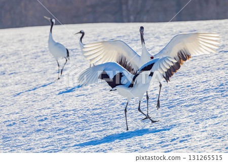 Cranes dancing Cranes dancing 131265515