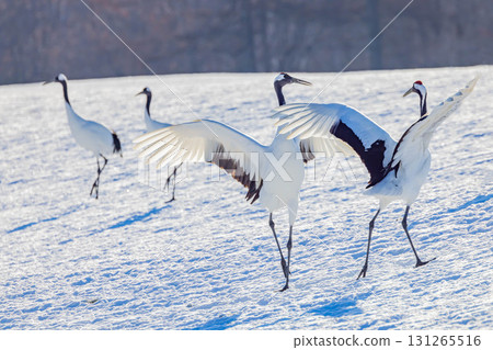 Cranes dancing Cranes dancing 131265516