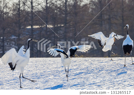 Cranes dancing Cranes dancing 131265517
