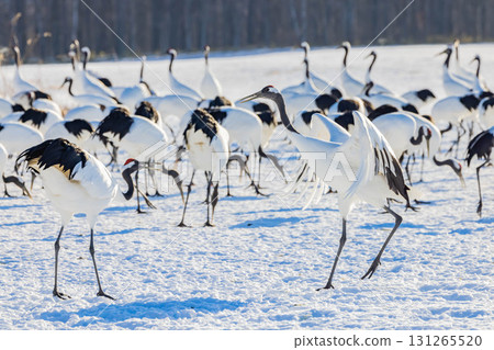 Cranes dancing Cranes dancing 131265520