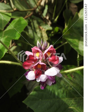 Kudzu flowers blooming in summer Kudzu flowers blooming in summer 131265547