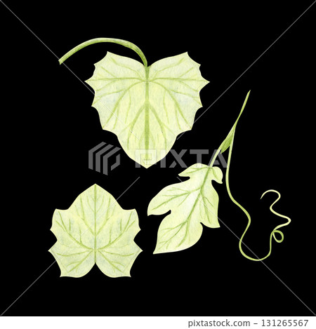 Pumpkin leaves, vine with leaf and tendril set isolated on black. Hand-painted watercolor illustration perfect for autumn harvest compositions, Thanksgiving decor, Halloween designs, cards, invitation 131265567