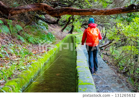 Hiker in red jacket exploring a scenic levada trail surrounded by twisted forest trees in Madeira. The nature walk provides a peaceful and adventurous experience 131265632