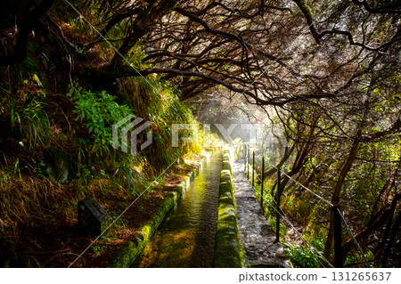 Narrow path along a stone gutter with smoothly flowing water on a mountainside among dense forest, Madeira, Portugal 131265637