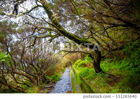 Enchanting Madeira levada surrounded by lush forest trees, showing sunlight filtering through foliage. The narrow water channel and stone path add to the tranquil atmosphere Enchanting Madeira levada surrounded by lush forest trees, showing sunlight filtering through foliage. The narrow water channel and stone path add to the tranquil atmosphere 131265640