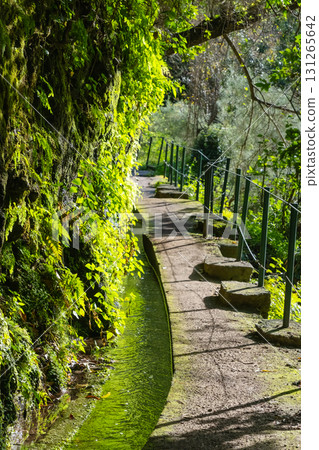 Narrow path along a stone gutter with smoothly flowing water on a mountainside among dense forest, Madeira, Portugal 131265642